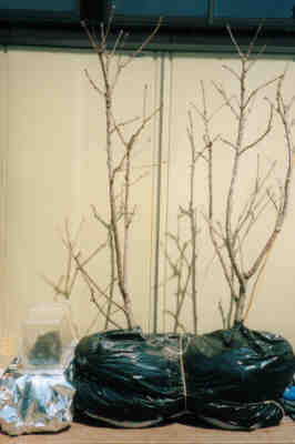 植物生理の不思議